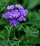 Verbena canadensis.jpg